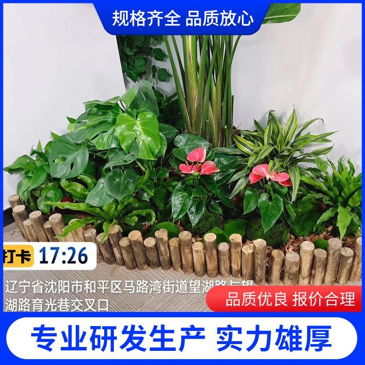綠植綠化養護廠家批發 植物功能凈化空氣， 批發零售 一站式服務約12.00元